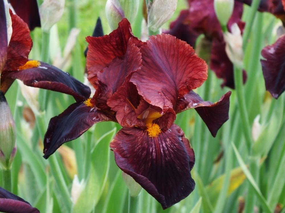 IRIS GERMANICA CALIENTE IN VASO 17CM
