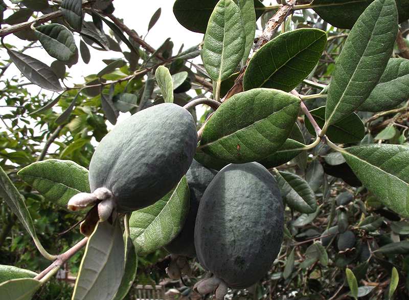 FEIJOA SELLOWIANA VASO 24CM