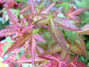 ACERO PALMATUM BENI MAIKO VASO 19CM