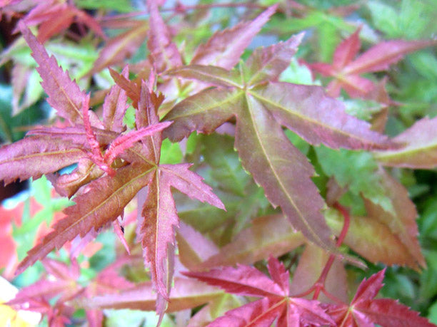 ACERO PALMATUM BENI MAIKO VASO 19CM