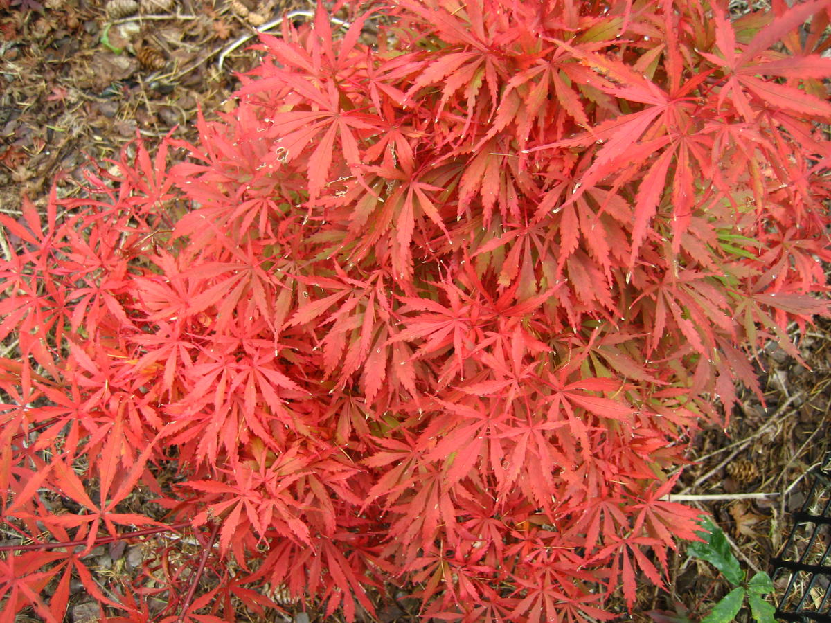 ACERO PALMATUM JERRE SCHWARTZ VASO 19CM