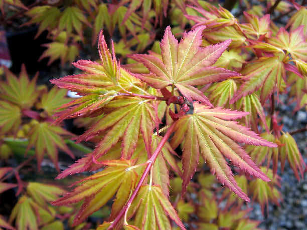 ACERO PALMATUM ORANGE DREAM IN VASO 15CM
