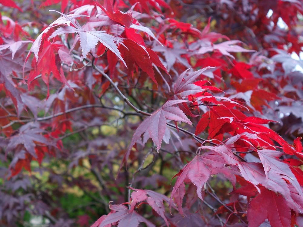 ACERO PALMATUM BLOODGOOD IN VASO 22CM