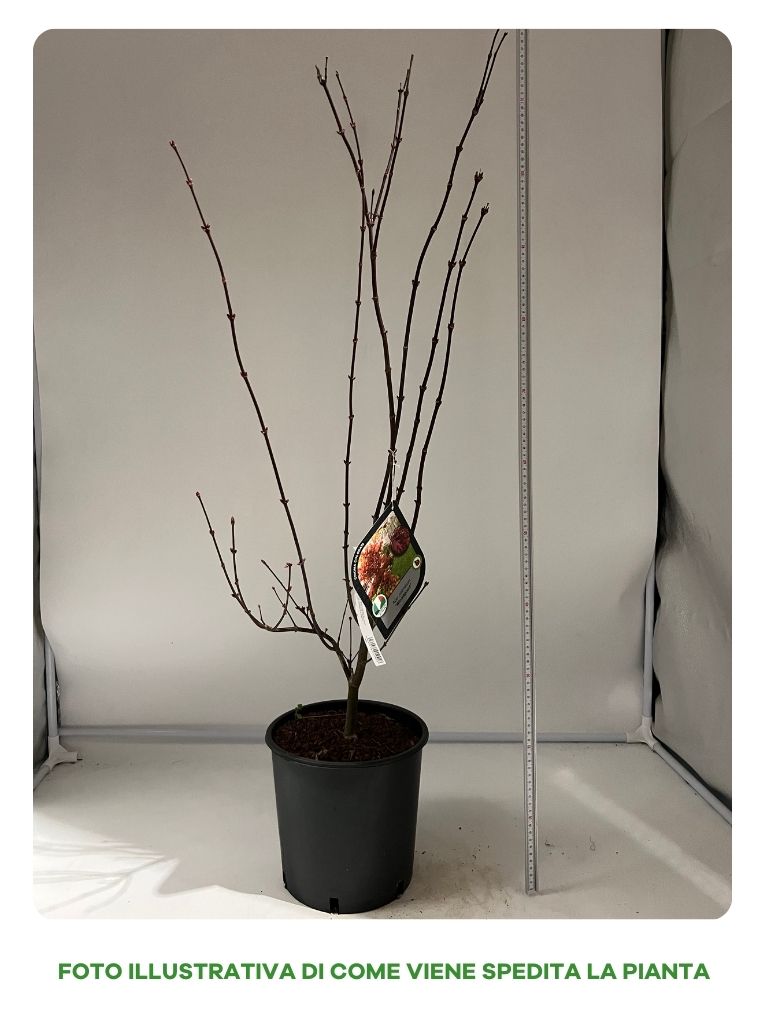 ACERO PALMATUM BLOODGOOD IN VASO 22CM