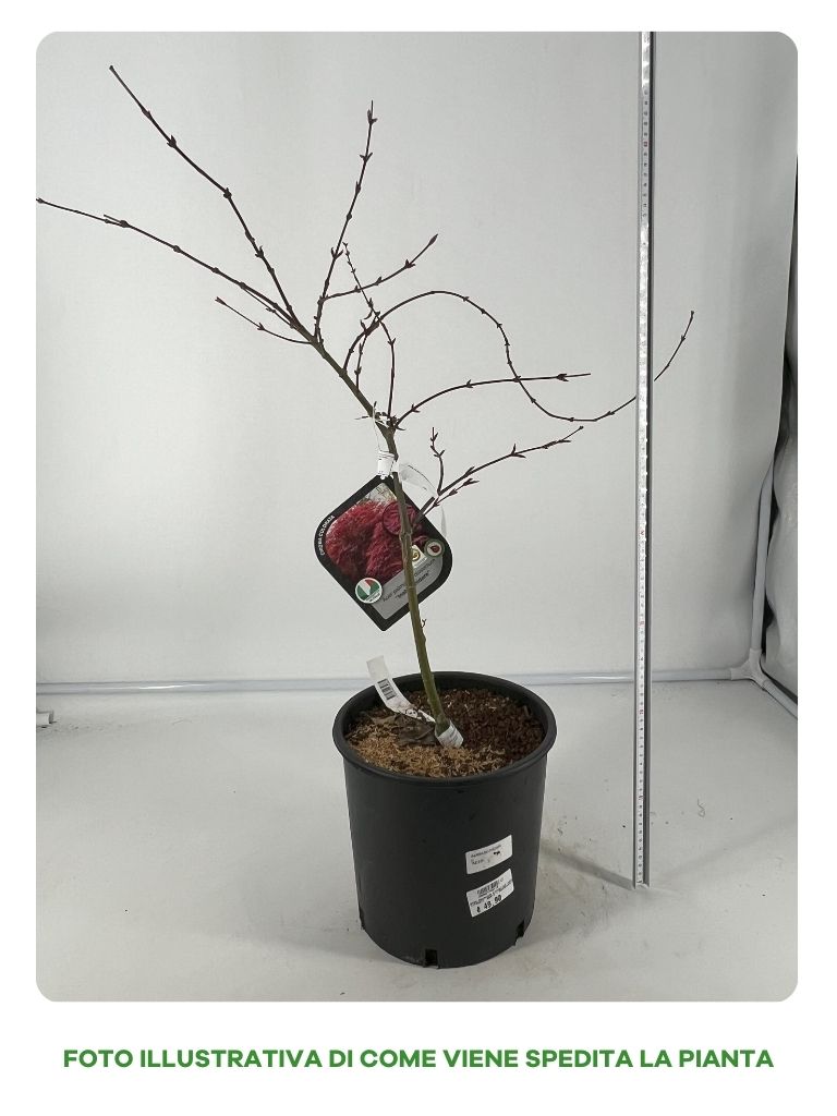 ACERO PALMATUM DISSECTUM INABA IN VASO 22CM