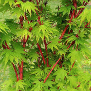 ACERO PALMATUM SANGO KAKU IN VASO 22CM