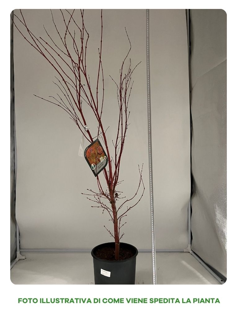 ACERO PALMATUM SANGO KAKU IN VASO 22CM
