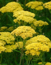 ACHILLEA YELLOW IN VASO 18CM