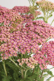 ACHILLEA MILLY ROCK ROSA IN VASO 18CM