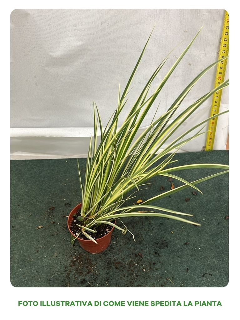 ACORUS VARIEGATUS VASO 8CM