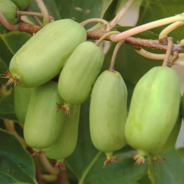 KIWI ARGUTA JUMBO VERDE PIANTA MASCHIO IMPOLLINATORE (1 PIANTA)