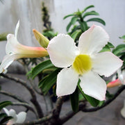 ADENIUM BIANCO O ROSA DEL DESERTO VASO 14CM
