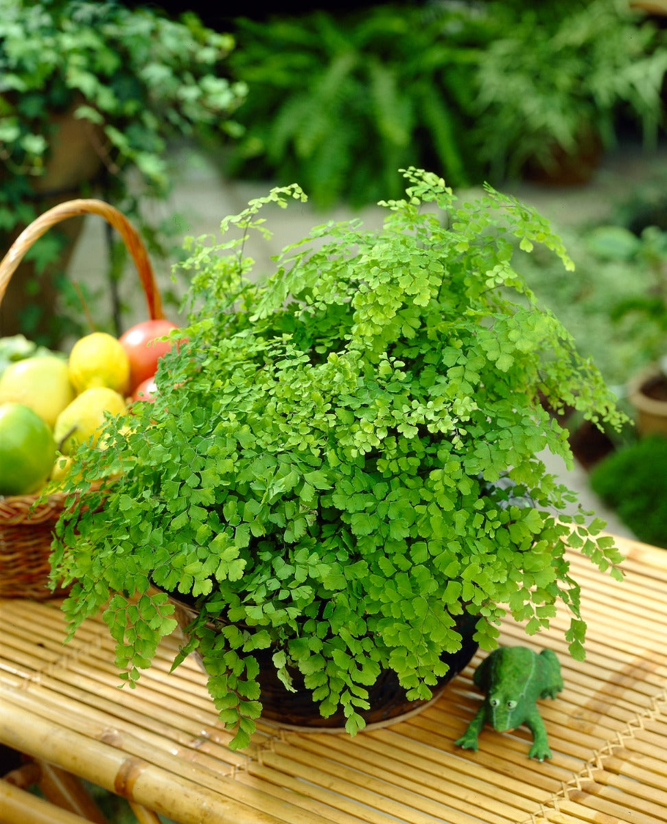 ADIANTUM RADDIANUM FRAGRANS VASO 17CM