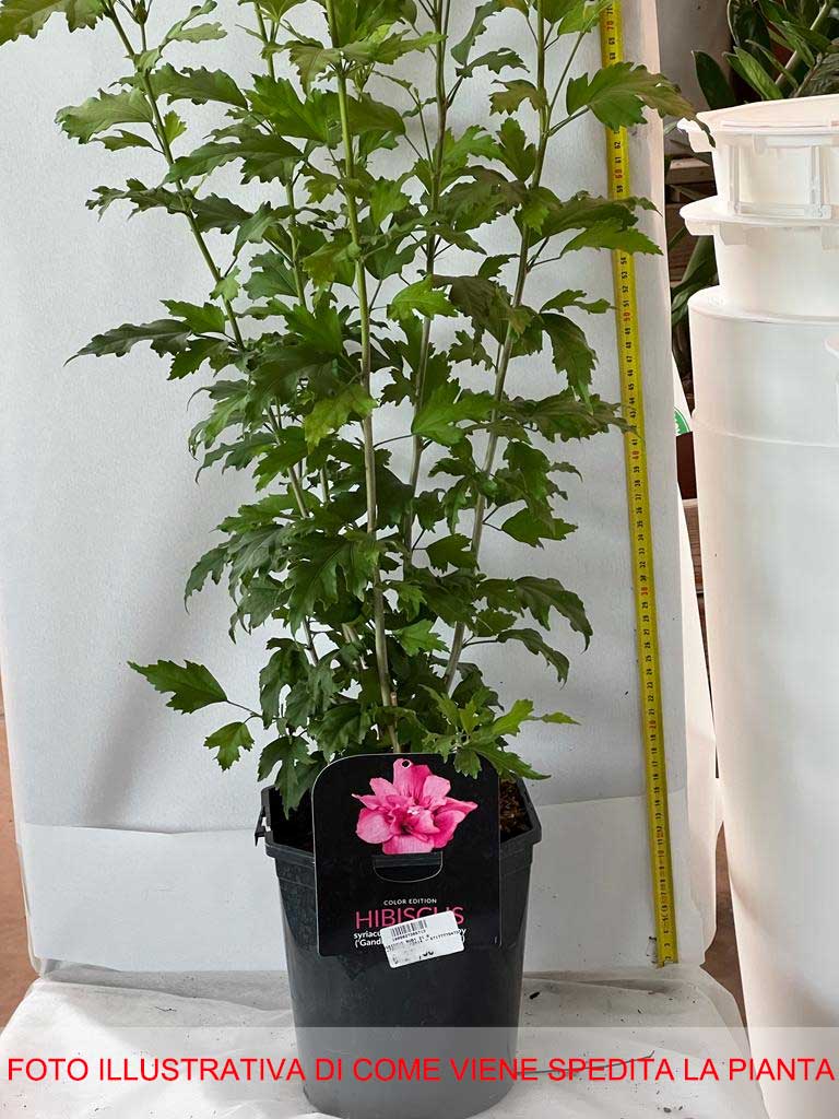 HIBISCUS IBISCO SYRIACUS RUBY IN VASO 21CM