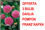 OFFERTA 3 BULBI DAHLIA POMPON FRANZ KAFKA
