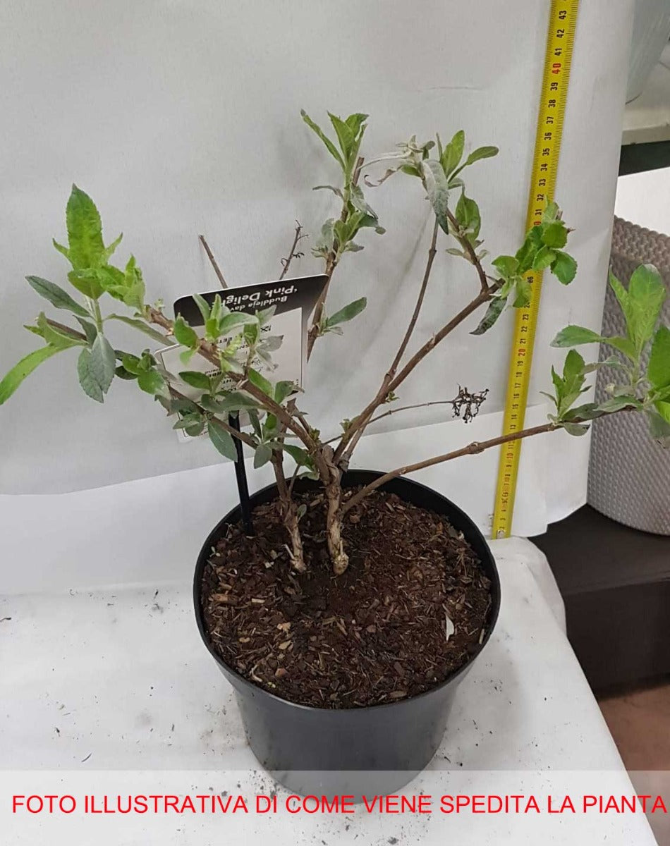 BUDDLEJA PINK DELIGHT VASO DA 17CM