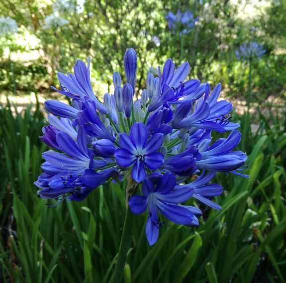 AGAPANTHUS BLU VASO 17CM