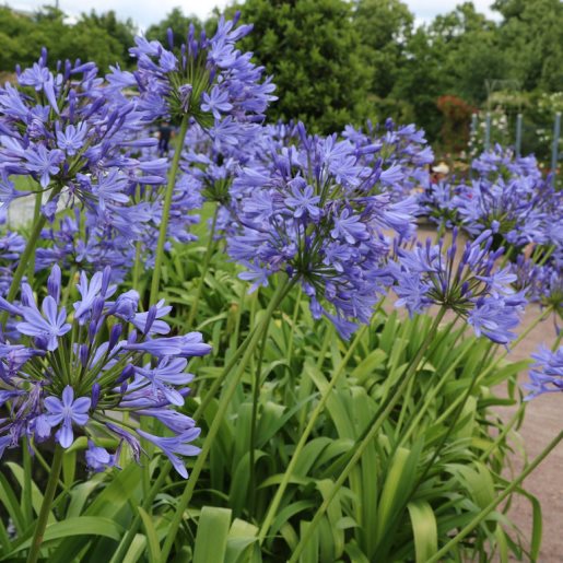 AGAPANTHUS BLUE INFINITY PANAGA VASO 18CM