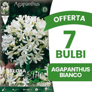 OFFERTA 7 BULBI AGAPANTHUS BIANCO