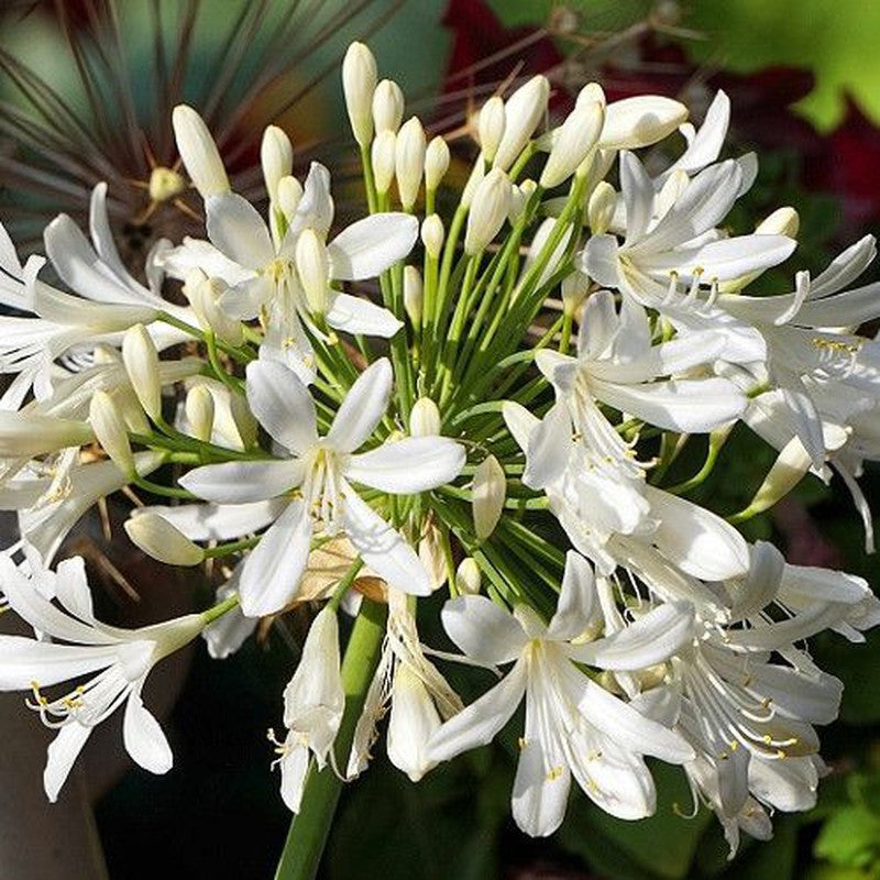 AGAPANTHUS BIANCO VASO 17CM