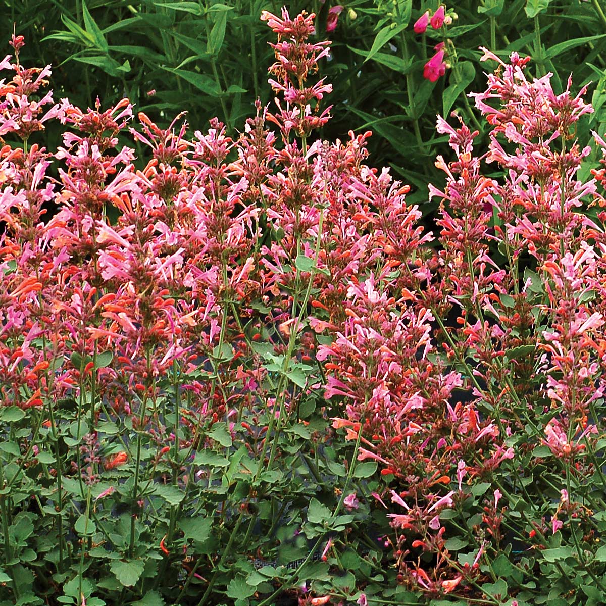 AGASTACHE KUDOS AMBROSIA VASO 19CM