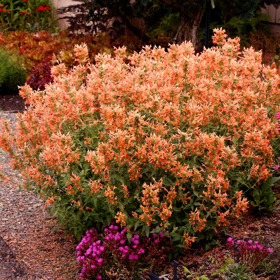 AGASTACHE POQUITO ORANGE VASO 19CM
