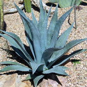 AGAVE AMERICANA BLU VASO 18CM