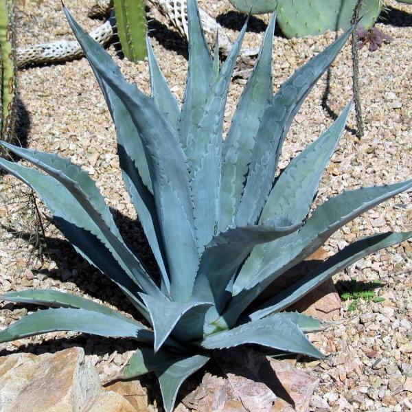 AGAVE AMERICANA BLU VASO 18CM