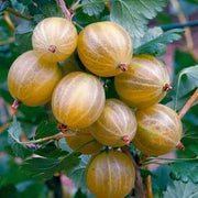 UVA SPINA BIANCA HINNONMAKI GELB IN VASO 2 LITRI