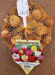 OFFERTA  35 TULIPANI MIX COLORI
