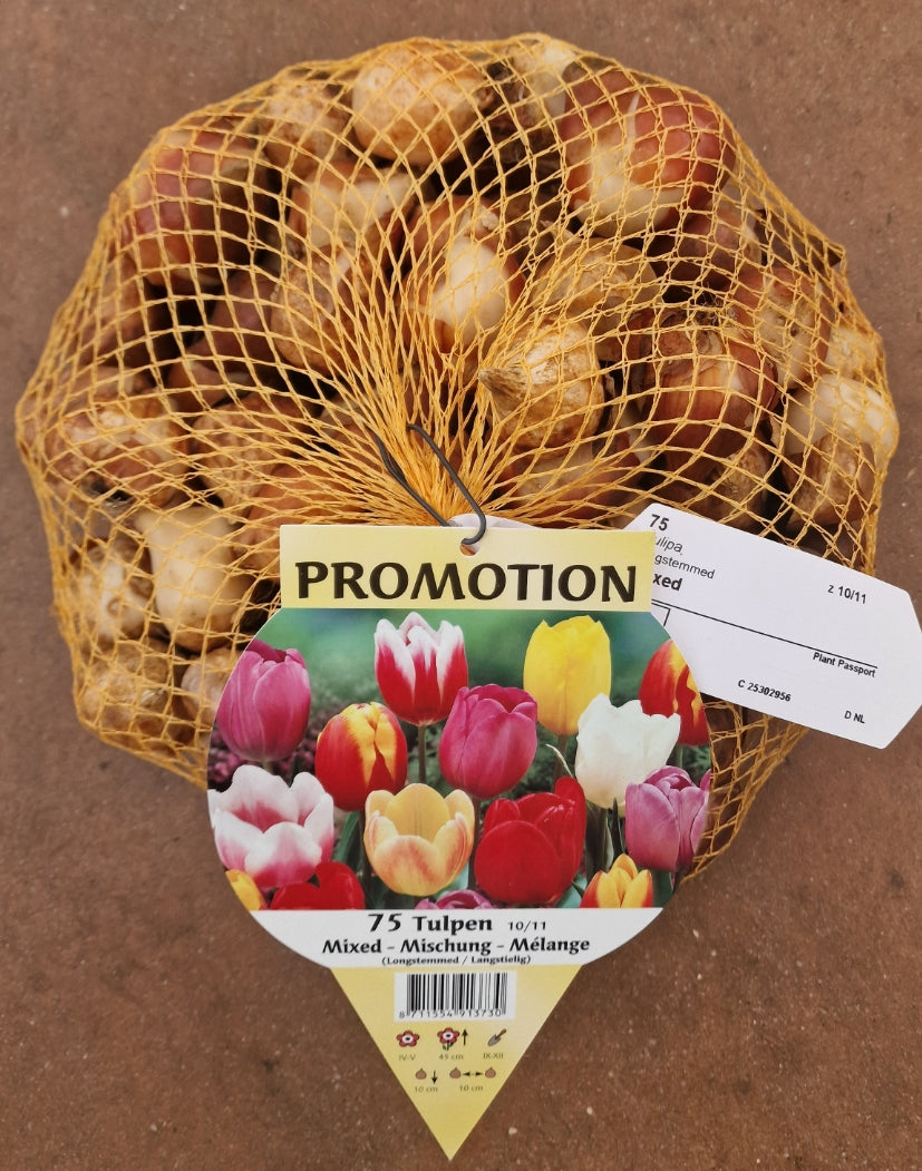 OFFERTA 75 TULIPANI MIX COLORI