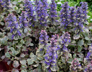 AJUGA REPTANS BURGUNDY VASO 18CM