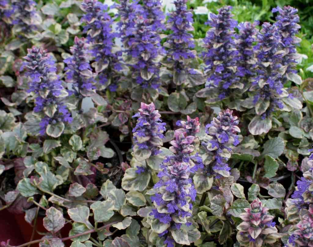 AJUGA REPTANS BURGUNDY VASO 18CM