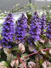 AJUGA REPTANS BLACK SCALLOP VASO 13CM