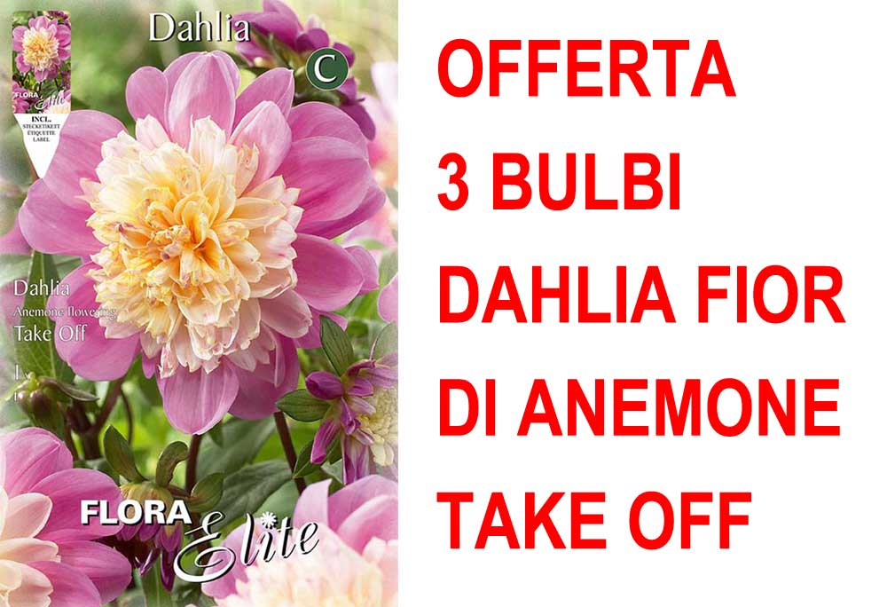 OFFERTA 3 BULBI DAHLIA FIOR DI ANEMONE TAKE OFF