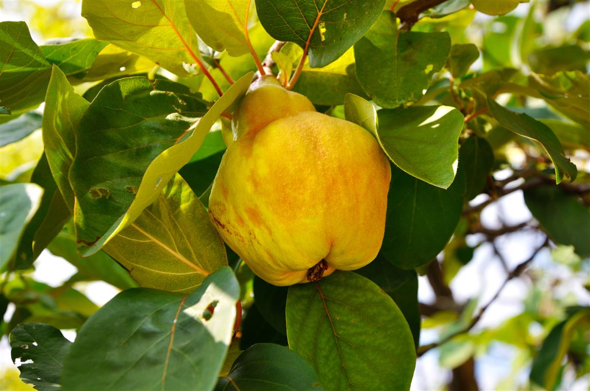 PERA COTOGNA (1 PIANTA)