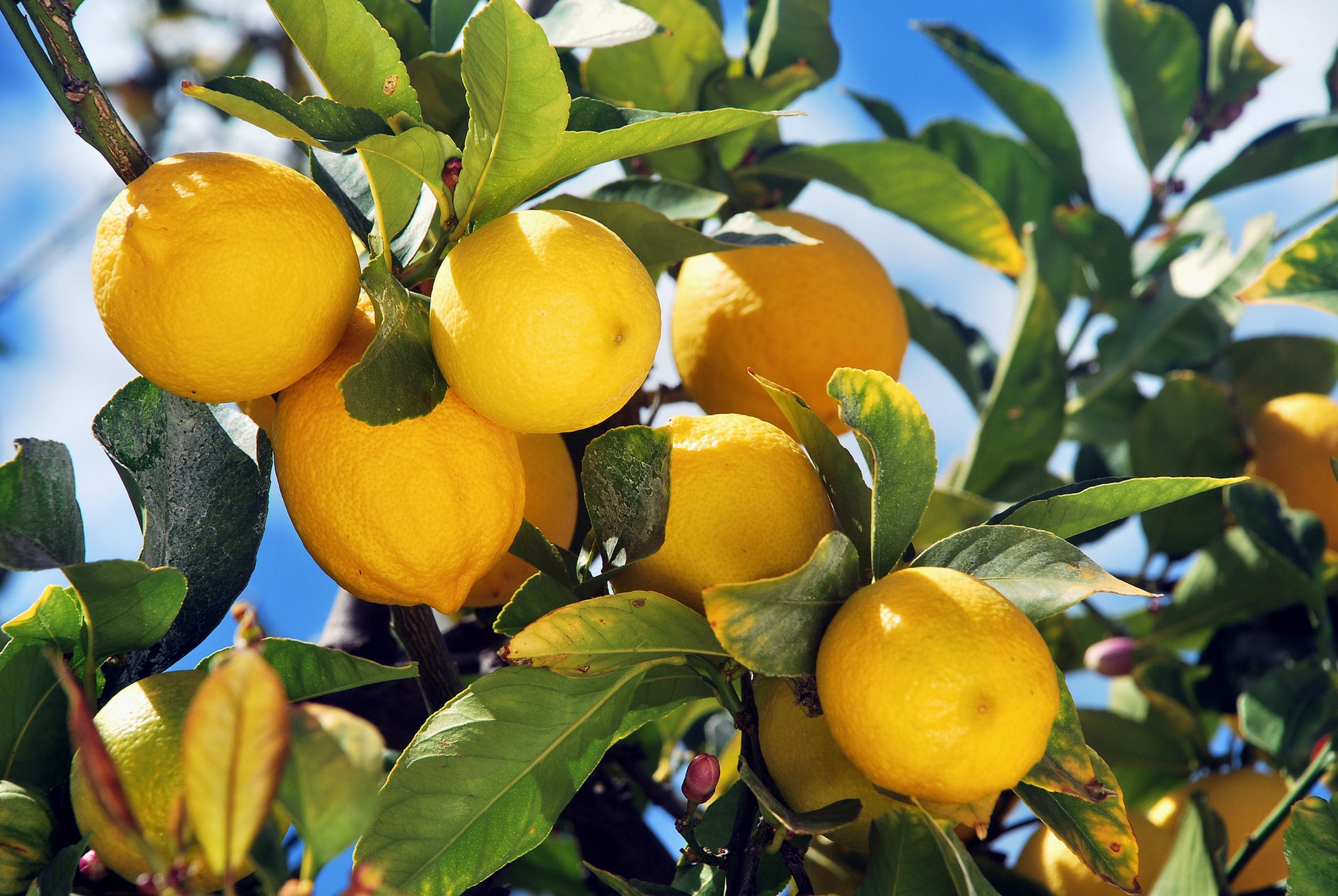 LIMONE CITRUS LIMON IN VASO 14CM