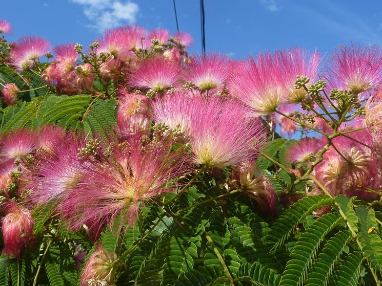ALBIZIA JULIBRISSIN ROSEA MIMOSA DI COSTANTINOPOLI VASO DA 17CM