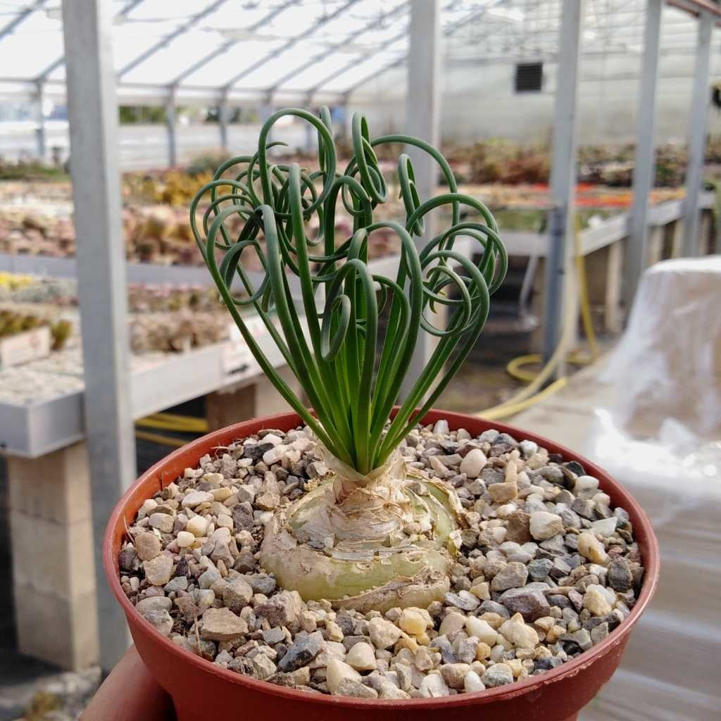 ALBUCA SPIRALIS VASO 10CM