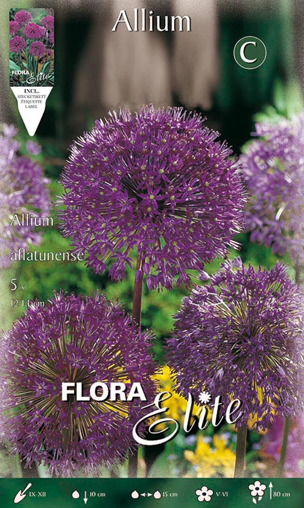 ALLIUM AFLATUNENSE (CONFEZIONE 5 BULBI)