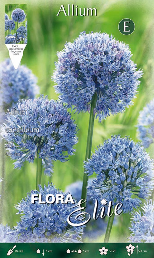 BULBI ALLIUM CAERULEUM (CONFEZIONE 20 BULBI)