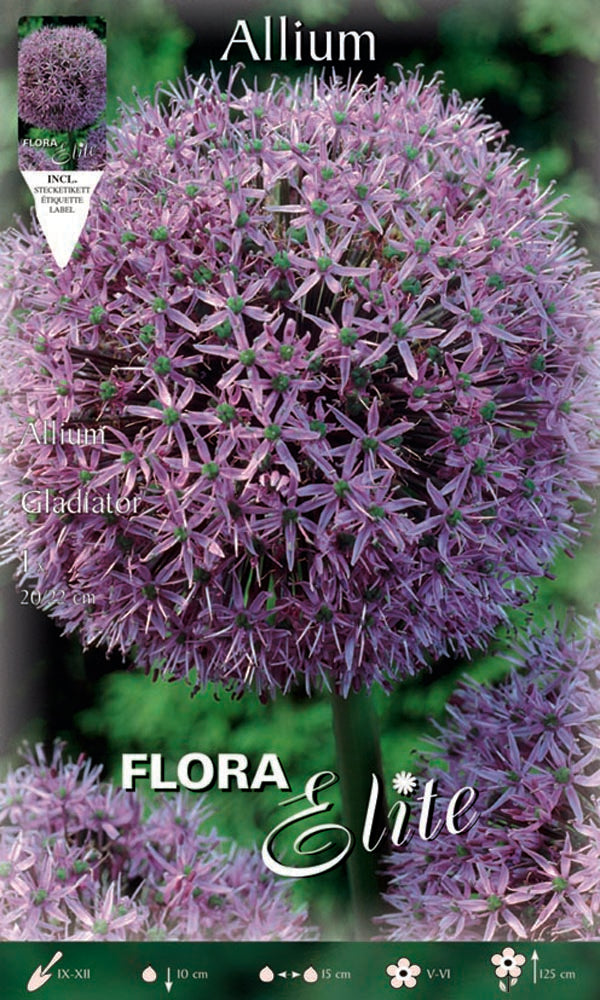 ALLIUM GLADIATOR (CONFEZIONE 1 BULBO)