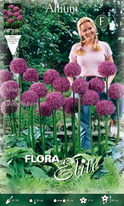 BULBI ALLIUM GLOBEMASTER (CONFEZIONE 1 BULBO)
