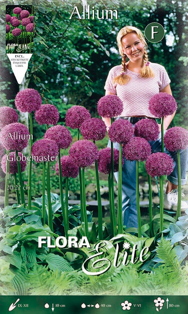 BULBI ALLIUM GLOBEMASTER (CONFEZIONE 1 BULBO)