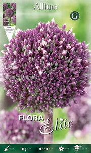 BULBI ALLIUM SUMMER DRUMMER (CONFEZIONE DA 5 BULBI)