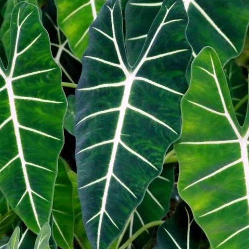ALOCASIA POLLY ORECCHIE DA ELEFANTE CIOTOLINA 17CM