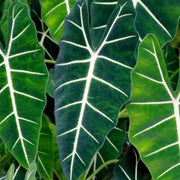 ALOCASIA POLLY ORECCHIE DA ELEFANTE CIOTOLINA 17CM