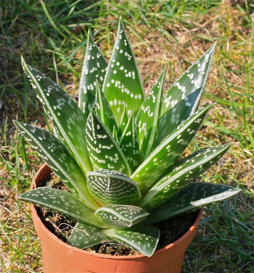 ALOE TIKI THAI IN VASO 9CM