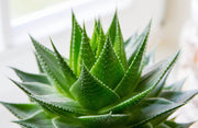 ALOE MIX IN VASO 5CM VARIETA' ASSORTITE