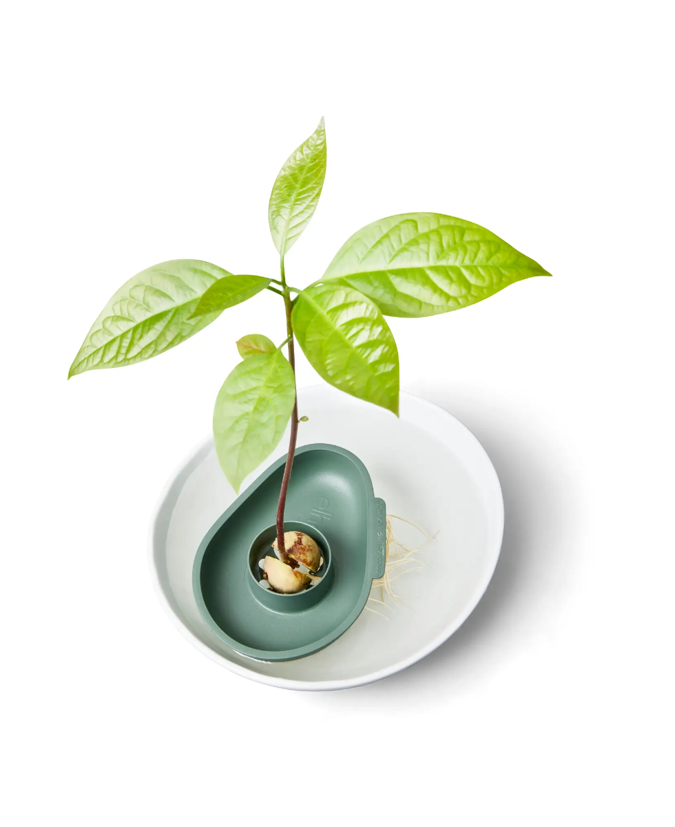 VASO PER SEME DI AVOCADO AMAZING AVOCADO FLOATER LEAF GREEN